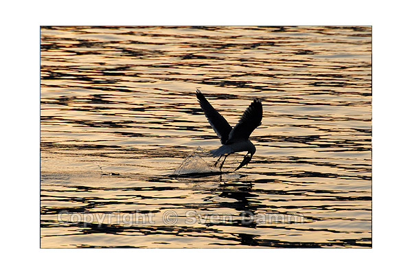 Bestellnummer: KARP0705K4_168