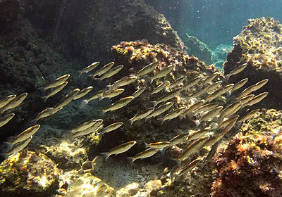 Karpathos Tauchen