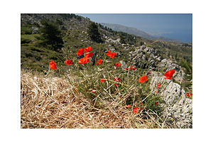Blumen auf der Lastos Ebene - Karpathos