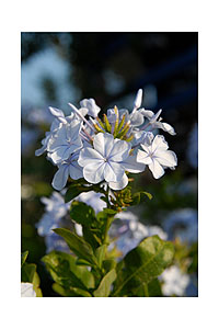 Blume am Hotel Argo