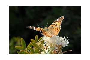 Schmetterling - Wer zeitig aufsteht, sieht diese Falter tglich am Wegesrand.