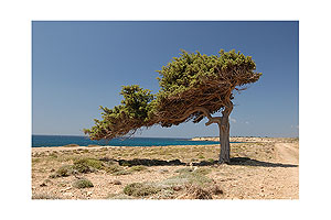 Windflüchter - Karpathos, Griechenland - Hier hat der Meltemi, der starke Sommerwind der Ägäis, ganze Arbeit geleistet.